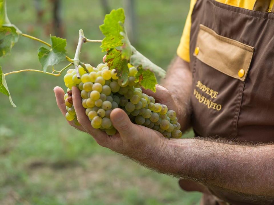 uomo-vendemmiauva-podere-infinito