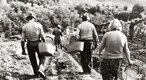 contadini-toscana-vigneti-amarcord